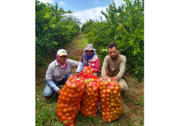 Foto: Divulgação Thais Neves - Multi